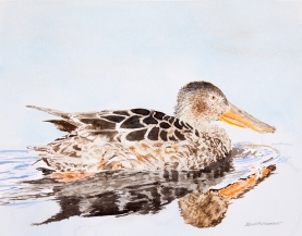 Northern shoveler, female: 11" x 13" watercolor on Arches 140 lb. cold pressed paper