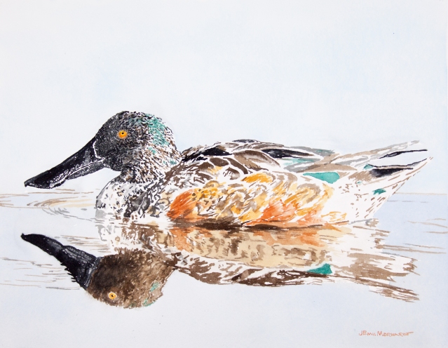 Northern shoveler, male: 11" x 13" watercolor on Arches 140 lb. cold pressed paper