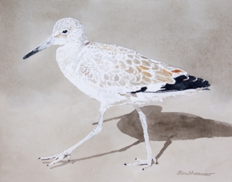 Willet #7 11" x 13" watercolor on Arches 140 lb. cold pressed paper