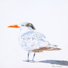 Royal Tern #6, 8" x 8" Acrylic on canvas. $150